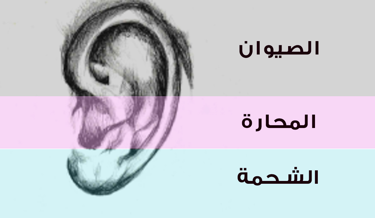 شكل الأذن وحجمها يفضح كل شيء عنكم