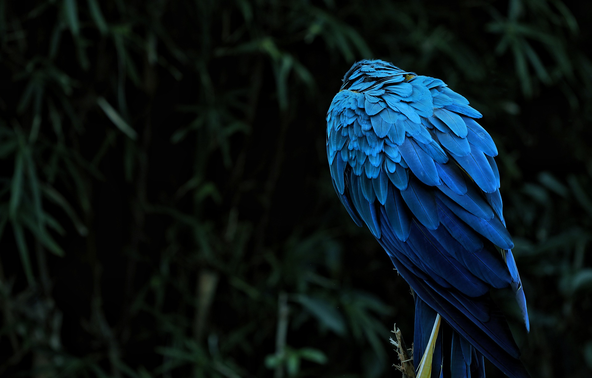 الطائر الأزرق